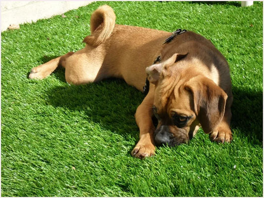 PE PP Yumuşaklık Dostu Pet Suni çim 25mm Köpekler İçin Suya Dayanıklı 4 Ton